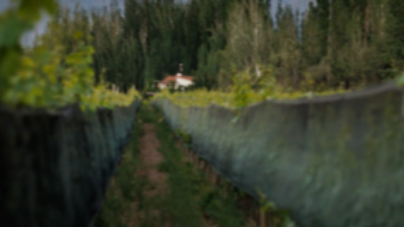 Finca Bandini presenta nuevos varietales en su línea “Magno Corpore”